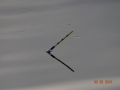 DSC06533 (Copy).JPG
